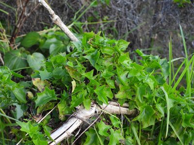 Delairea odorata, photographed by Emily Roberts