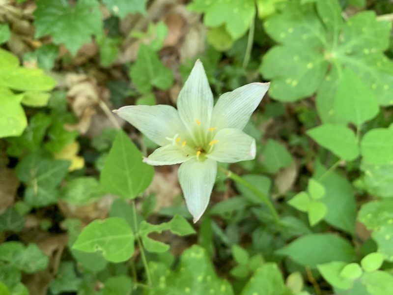 Zephyranthes atamasco, photographed by Ashwin Srinivasan