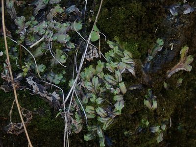 Marchantia quadrata, photographed by Lynn Harper