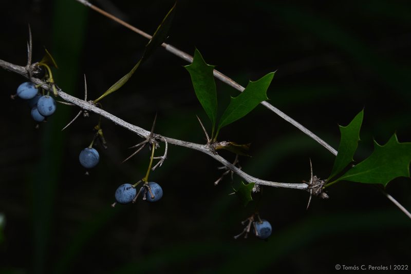 Berberis ruscifolia, photographed by Tomás Carranza Perales