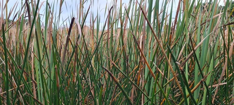 Eleocharis sphacelata, photographed by Halema J