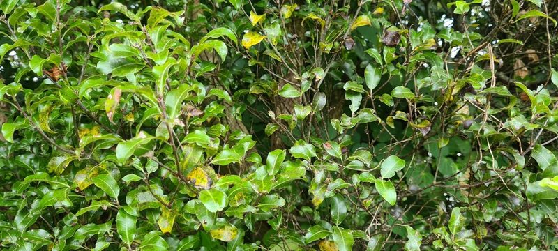 Pittosporum tenuifolium, photographed by Halema J