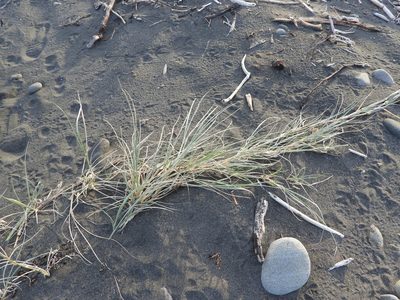 Spinifex sericeus, photographed by Emily Roberts