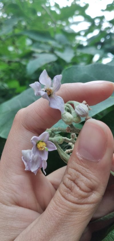 Solanum riparium, photographed by Fede y Vani