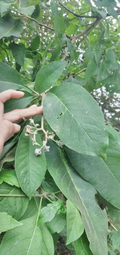 Solanum riparium, photographed by Fede y Vani