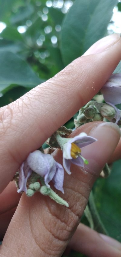 Solanum riparium, photographed by Fede y Vani