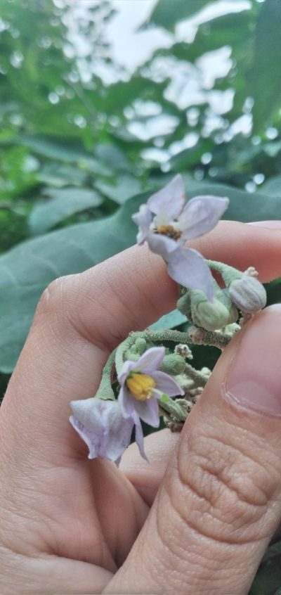 Solanum riparium, photographed by Fede y Vani