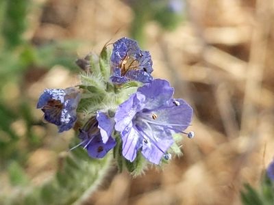 Phacelia distans, photographed by Vasily Reinkymov