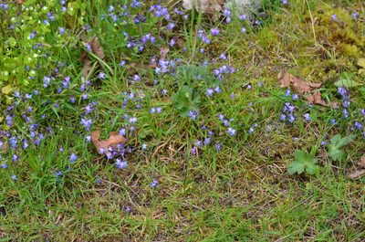 Collinsia grandiflora, photographed by Liam Steele