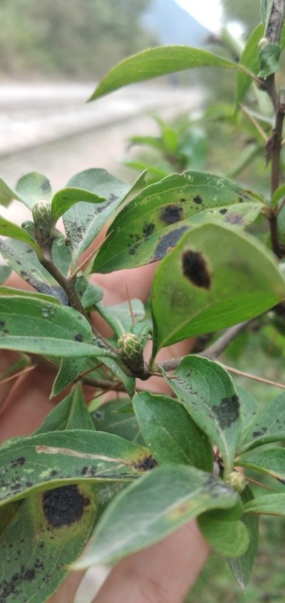 Barnadesia odorata, photographed by Fede y Vani