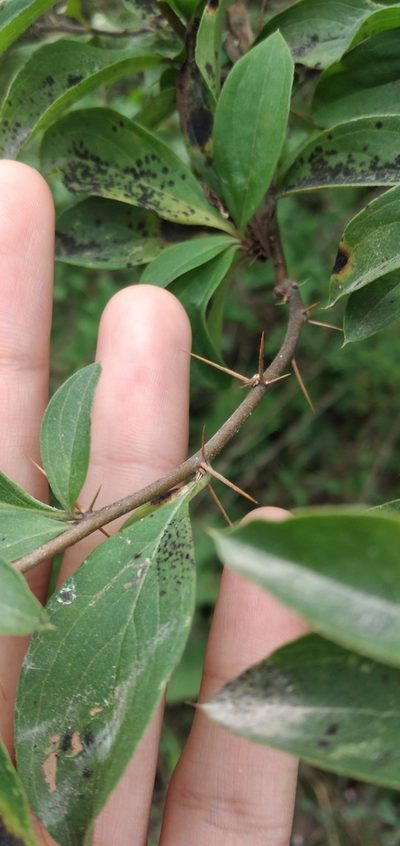 Barnadesia odorata, photographed by Fede y Vani