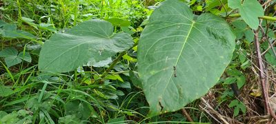 Reynoutria sachalinensis, photographed by Halema J