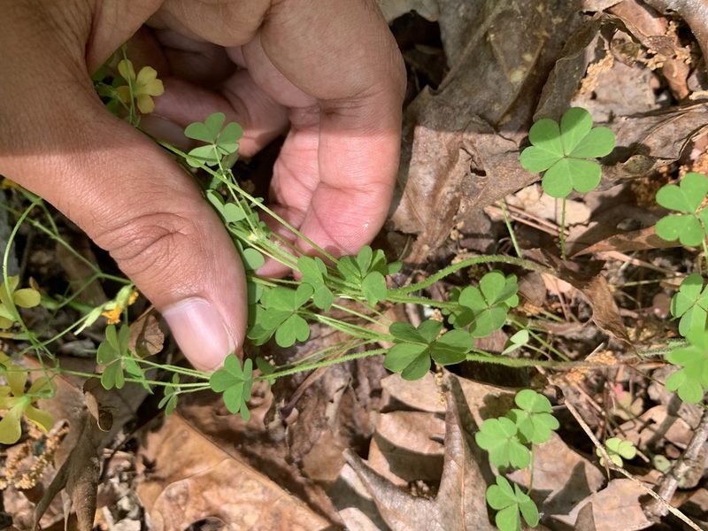 Oxalis colorea, photographed by Ashwin Srinivasan