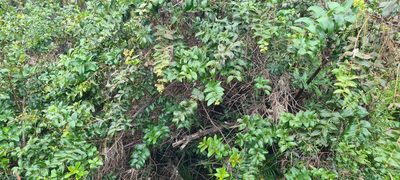 Coriaria arborea, photographed by Halema J