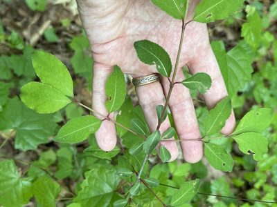 Viburnum prunifolium, photographed by Alan Weakley
