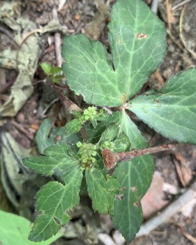 Sanicula smallii, photographed by Ashwin Srinivasan