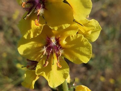 Verbascum virgatum, photographed by Vasily Reinkymov