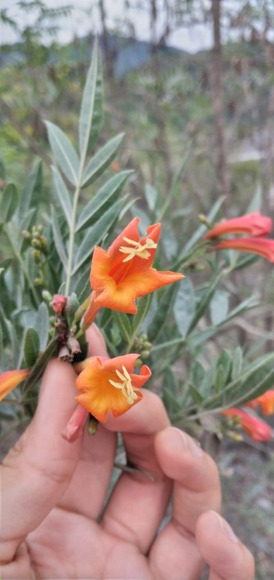 Tecoma tenuiflora, photographed by Fede y Vani