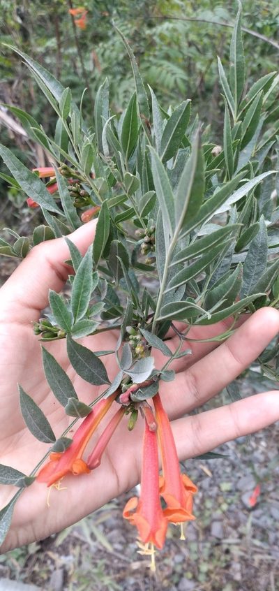 Tecoma tenuiflora, photographed by Fede y Vani