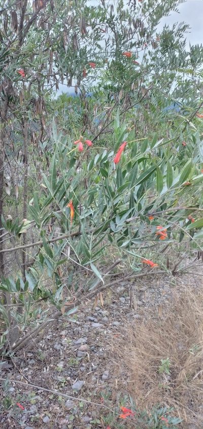 Tecoma tenuiflora, photographed by Fede y Vani