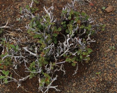 Hermannia spinosa, photographed by Tony Rebelo