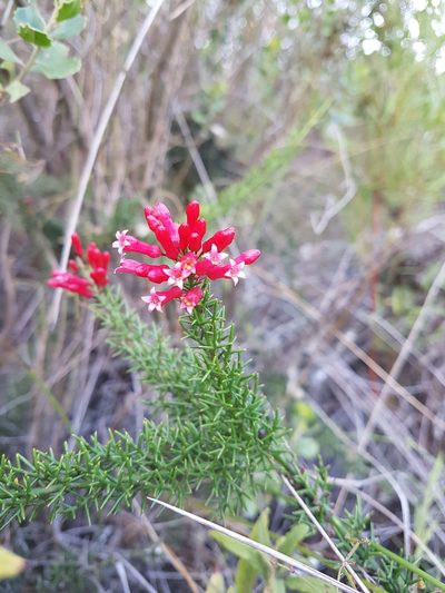 Colletia ulicina, photographed by Javier Conejeros Gastó
