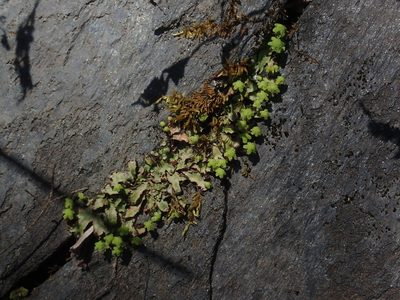 Reboulia hemisphaerica, photographed by Lynn Harper