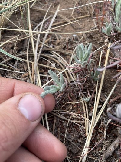 Eriogonum effusum, photographed by Stephen Hornbeck