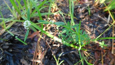 Spermacoce verticillata, photographed by Stephanie C