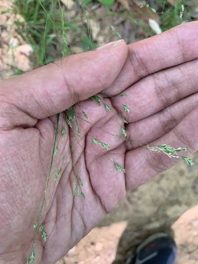 Poa cuspidata, photographed by Ashwin Srinivasan