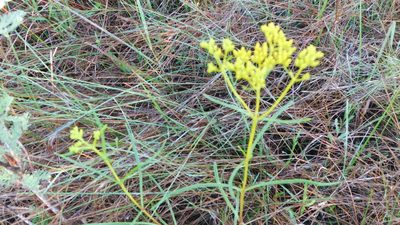 Flaveria linearis, photographed by Stephanie C