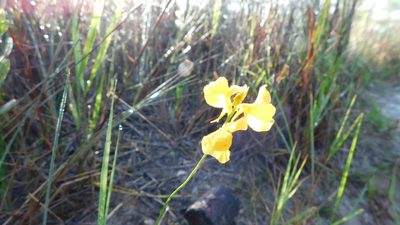 Utricularia cornuta, photographed by Stephanie C