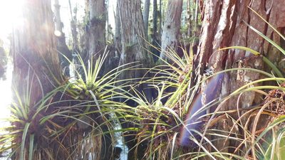 Tillandsia fasciculata, photographed by Stephanie C