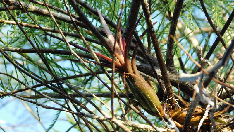 Tillandsia paucifolia, photographed by Stephanie C