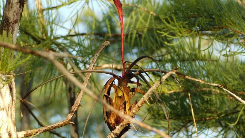 Tillandsia balbisiana, photographed by Stephanie C