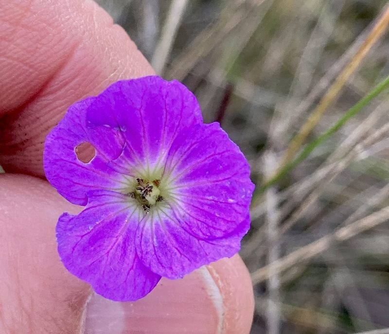 Geranium santanderiense, photographed by Andrew J. Crawford