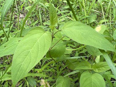 Lysimachia ciliata, photographed by Alan Weakley