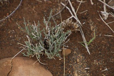 Microloma armatum, photographed by Tony Rebelo