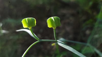 Fritillaria ojaiensis