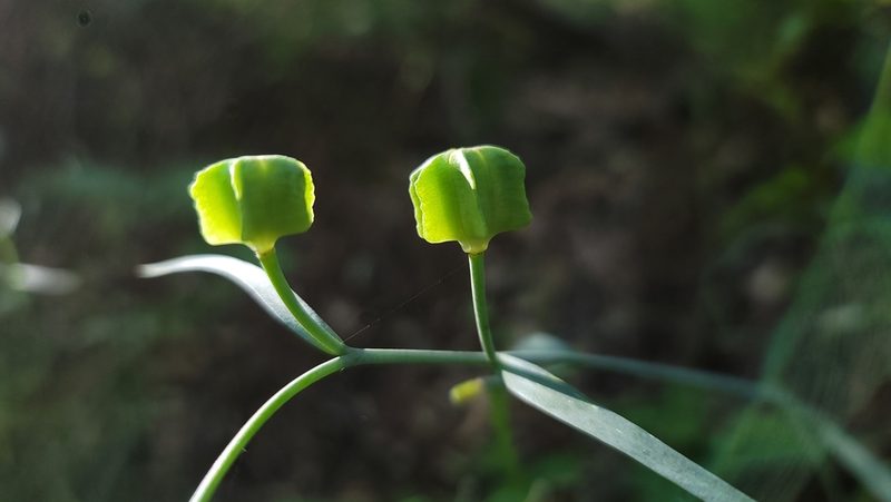 Fritillaria ojaiensis, photographed by Chris Winchell