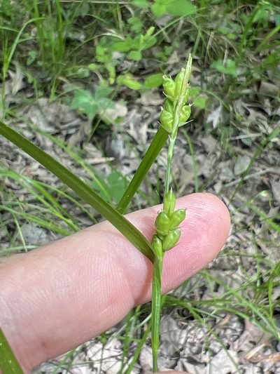 Carex corrugata, photographed by Alan Weakley