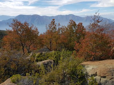Nothofagus macrocarpa, photographed by Javier Conejeros Gastó