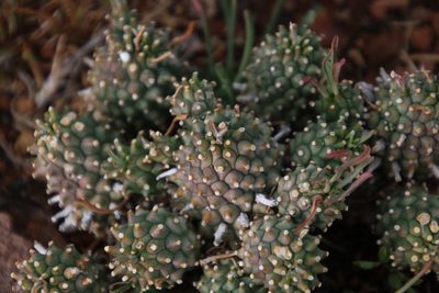 Euphorbia braunsii, photographed by Tony Rebelo