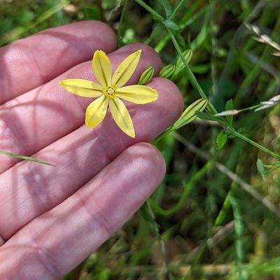 Triteleia ixioides, photographed by Justin