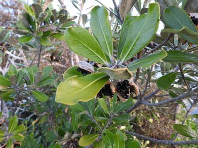 Pittosporum crassifolium, photographed by Emily Roberts