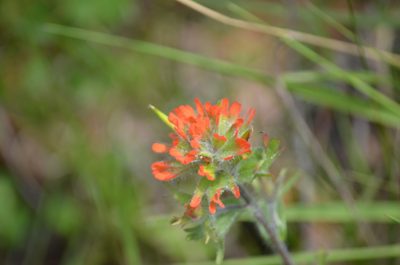 Castilleja hispida, photographed by Liam Steele