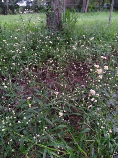 Pfaffia glomerata, photographed by Patricio Cowper Coles