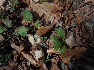 Pyrola elliptica, photographed by Lynn Harper