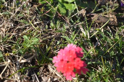 Verbena peruviana, photographed by Lauu