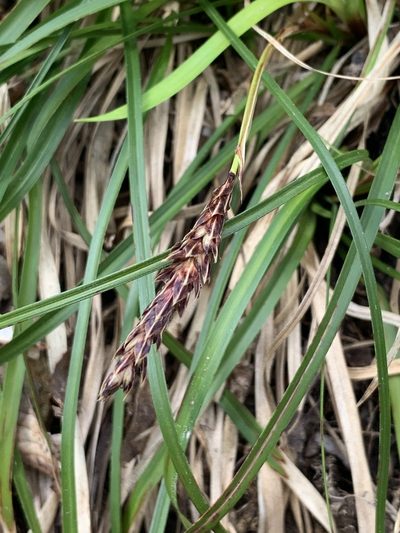Carex picta, photographed by Daniel J. Layton